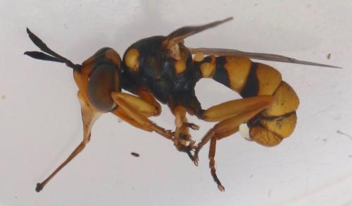 Réf. 327 036 : Conops silaceus